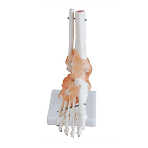 Natural size foot joint model with ligament